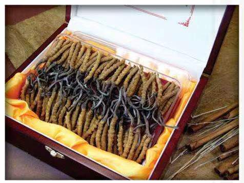 南县冬虫夏草回收